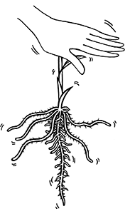 植物をなでる