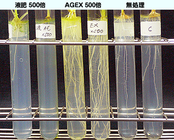 ⑧播種後61日の根部を拡大