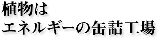 植物はエネルギーの缶詰工場