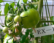 「アグリボEX」によるトマトでの試験