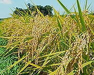 水稲収穫期