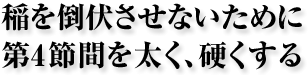 稲を倒伏させないために第4節間を太く·硬くする