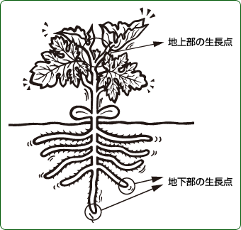 生長点