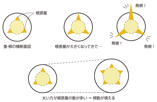 茎根の横断面図