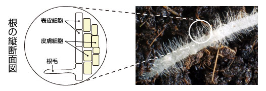 根の縦断面図