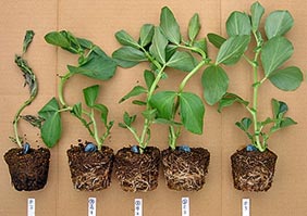 ヤワラの低温障害軽減効果（そら豆）