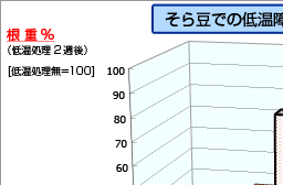 そら豆での低温障害軽減効果-根重