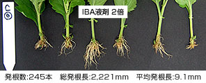 IBA液剤 2倍